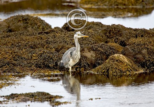 Heron on the Shore DM0960
